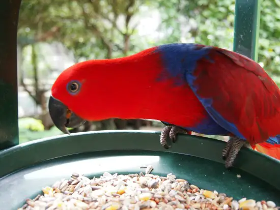 Breakfast with the birds at the Wildlife Habitat